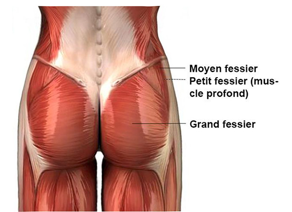 docteur-claude-le-louarn-anatomie-des-fesses